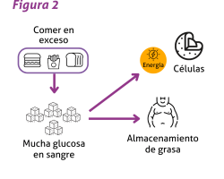 Figura 2 BLOG PROWHEY DM